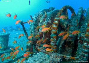 Anthias in the Thistlegorm. Canon G10, W20 Ikelite & Inon... by Bea & Stef Primatesta 